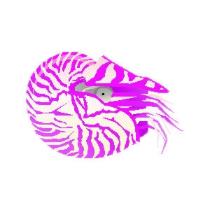 Pink Nautilus